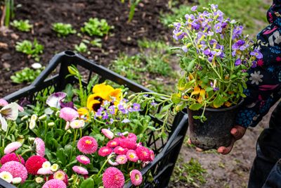 Spring planting job on a Columbus front bed